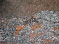 Platysaurus orientalis