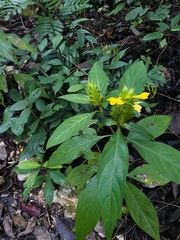 Barleria oenotheroides