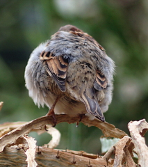 Passer domesticus