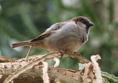 Passer domesticus
