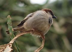 Passer domesticus