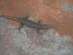 Trachylepis varia