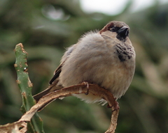 Passer domesticus
