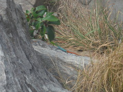 Platysaurus orientalis