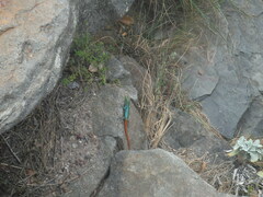 Platysaurus orientalis