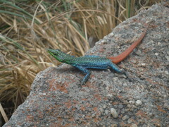 Platysaurus orientalis