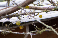 Lepanthes pecunialis