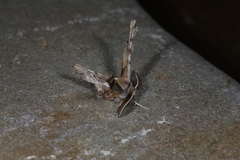 Apochima flabellaria