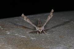 Apochima flabellaria