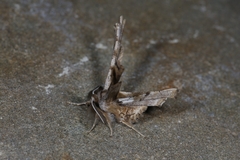 Apochima flabellaria