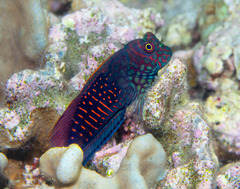 Cirripectes stigmaticus