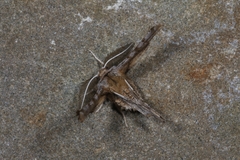 Apochima flabellaria