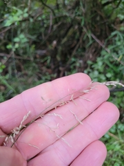 Poa matthewsii