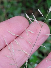 Poa matthewsii