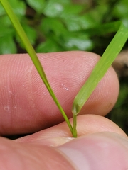Poa matthewsii