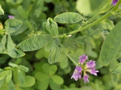 Medicago sativa