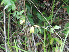 Gynochthodes coriacea