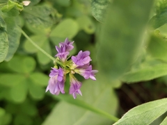 Medicago sativa