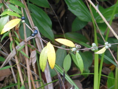 Gynochthodes coriacea