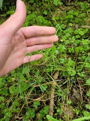 Poa matthewsii