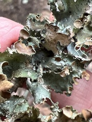 Tuckermanopsis orbata