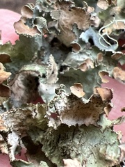 Tuckermanopsis orbata