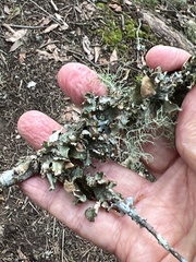 Tuckermanopsis orbata