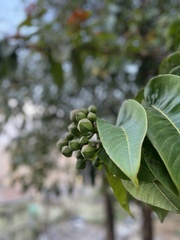 Duabanga grandiflora