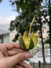 Duabanga grandiflora