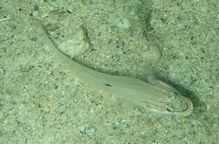 Valenciennea muralis