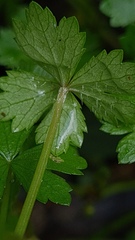 Hydrocotyle tripartita