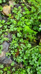 Hydrocotyle tripartita