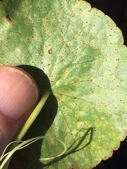 Puccinia hydrocotyles