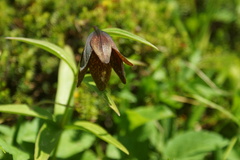 Fritillaria camschatcensis