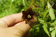 Fritillaria camschatcensis