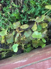 Puccinia hydrocotyles