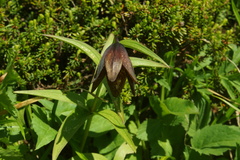 Fritillaria camschatcensis