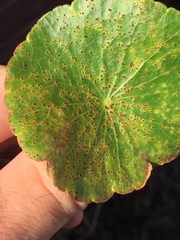Puccinia hydrocotyles