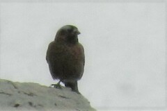 Leucosticte tephrocotis