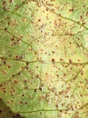 Puccinia hydrocotyles