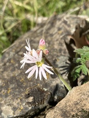 Lithophragma