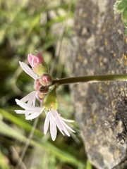 Lithophragma