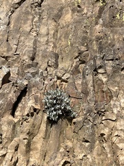 Penstemon barrettiae