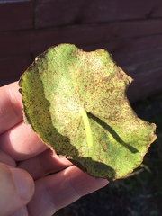 Puccinia hydrocotyles