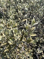 Simmondsia chinensis