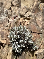 Penstemon barrettiae