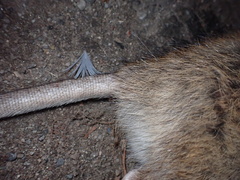 Rattus norvegicus