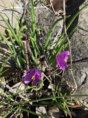 Olsynium douglasii