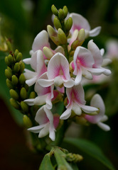 Indigofera ammoxylum