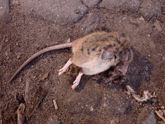 Rattus norvegicus